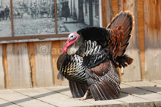 Kalkunkok. Kalkun; Meleagris gallopavo; ; ; ; fugle; Fasanfugle, Phasianidae, H�nsefugle, Galliformes, kalkuner