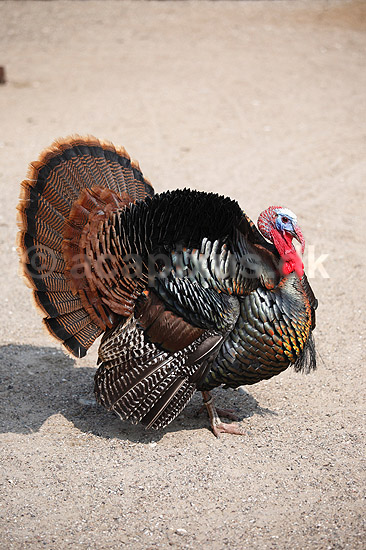 Kalkunkok. Kalkun; Meleagris gallopavo; ; ; ; fugle; Fasanfugle, Phasianidae, H�nsefugle, Galliformes, kalkuner
