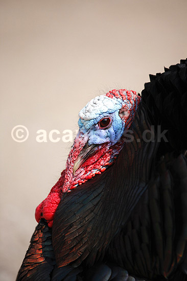 Kalkunkok. Kalkun; Meleagris gallopavo; ; ; ; fugle; Fasanfugle, Phasianidae, H�nsefugle, Galliformes, kalkuner
