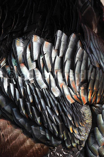 Kalkunkok. Kalkun; Meleagris gallopavo; ; ; ; fugle; Fasanfugle, Phasianidae, H�nsefugle, Galliformes, kalkuner