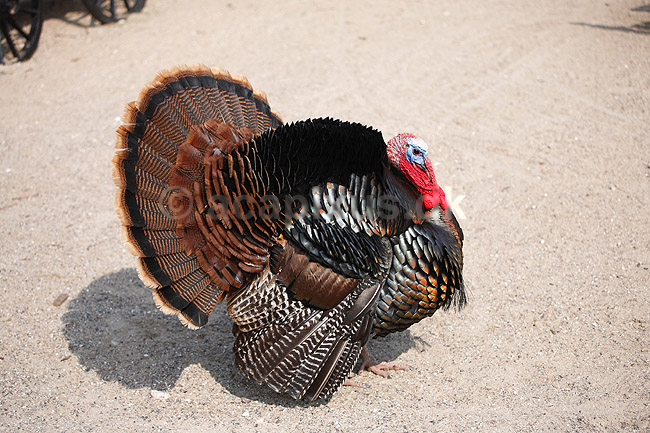 Kalkunkok. Kalkun; Meleagris gallopavo; ; ; ; fugle; Fasanfugle, Phasianidae, H�nsefugle, Galliformes, kalkuner