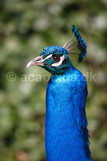 P�fugl. Indisk p�fuglekok; Pavo cristatus; ; ; ; fugle; Indisk p�fugl, Fasanfugle, Phasianidae, H�nsefugle, Galliformes, p�fugle