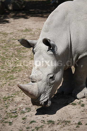 N�sehorn. Sydligt bredsnudet n�sehorn eller hvidt n�sehorn; Ceratotherium simum; ZOO / K�benhavn; ; ; pattedyr; Uparrett�ede hovdyr, Perissodactyla