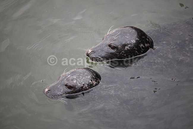 S�l. Sp�ttet s�l; Phoca vitulina; Kattegat centret; ; ; pattedyr; sp�ttede s�ler, havdyr, Phocidae, Pinnipedia