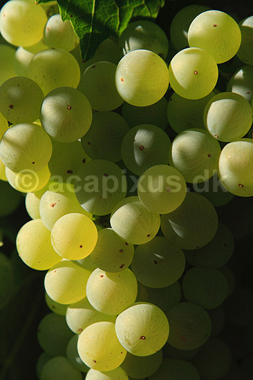 Vindruer. Gr�nne vindruer p� vinstokke n�r Agde; Vitis vinifera; Agde / Roussillon languedoc; Frankrig; ; planter; vin, vinproduktion, hvidvin