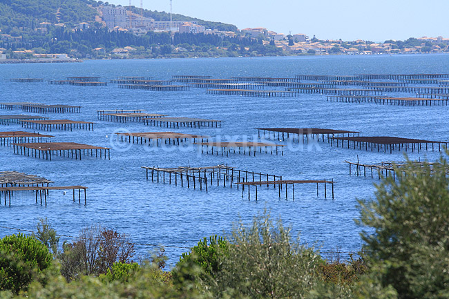 �stersbanker. Produktion af �sters i Etang de Thau n�r byen Sete; ; S�te / Roussillon languedoc; Frankrig; ; ; Havbrug