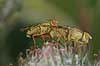 B�ndfluer. B�ndfluer under parring Terellia tussilaginis  Danmark  insekter Tephritidae, b�ndflue, b�ndfluer, flue, fluer, parring, reproduktion