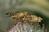 B�ndfluer. B�ndfluer under parring Terellia tussilaginis  Danmark  insekter Tephritidae, b�ndflue, b�ndfluer, flue, fluer, parring, reproduktion