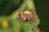 Krabbeedderkop. Krabbeedderkop p� lur efter bytte p� blad   Danmark  spindlere Krabbeedderkopper, edderkop, edderkopperr, Thomisidae