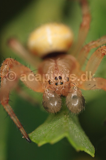 Krabbeedderkop. Krabbeedderkop p� lur efter bytte p� blad; ; ; Danmark; ; spindlere; Krabbeedderkopper, edderkop, edderkopperr, Thomisidae