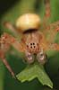 Krabbeedderkop. Krabbeedderkop p� lur efter bytte p� blad   Danmark  spindlere Krabbeedderkopper, edderkop, edderkopperr, Thomisidae