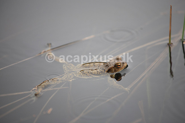 Skrubtudse. Skrubtudse sv�mmer i overfladen af s�; Bufo bufo; H�kens�s; Sverige; ; padder; Springpadder, Anura,  Amphibia, Skrubtudser, Common toad,  tudse, tudser, padde, bufonidae, padde, vanlig padda, camouflage