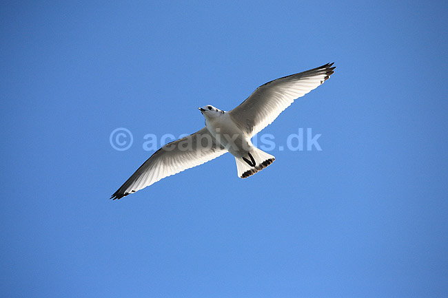 Ride. Ride (ungfugl) flyver over stranden nedenfor kolonien p� Bulbjerg; Rissa tridactyla; Bulbjerg / Nordjylland; ; ; fugle; M�gefugle, Laridae, rider, vinger, flyve, flyvning, fugleflugt