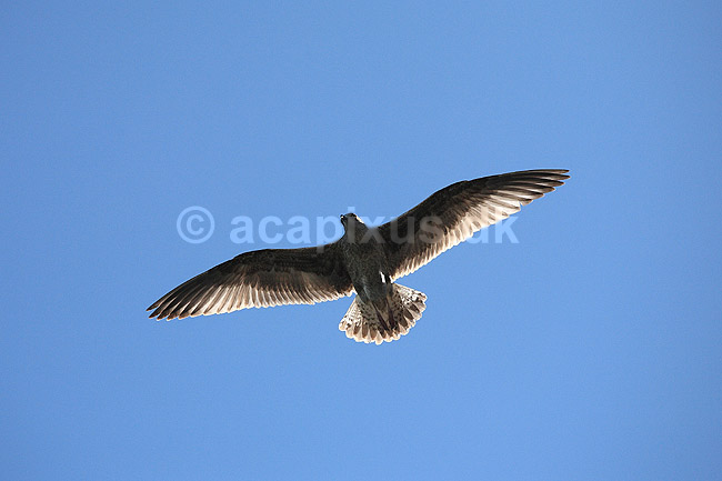 S�lvm�ge. S�lvm�ge (ungfugl) flyver over ride kolonien p� Bulbjerg i s�gen efter bytte; Larus argentatus; Bulbjerg / Nordjylland; ; ; fugle; M�gefugle, Laridae, vinger, flyve, flyvning, fugleflugt
