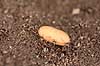 Havemyre. Havemyrer arbejder med �g og pupper i myrebo Lasius niger    Insekter Myre, myrer, forplantning, metamorfose, metamorphose, Formicidae