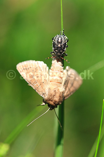 R�dbenet Bredt�ge. Nymfe af R�dbenet Bredt�ge suger n�ring fra bytte - en natsv�rmer; Pentatoma rufibes; ; ; ; insekter; T�ge, t�ger, bredt�ger, n�bmundede, Heteroptera, byttedyr, f�dek�de, f�dek�den, rovdyr, blodsuger