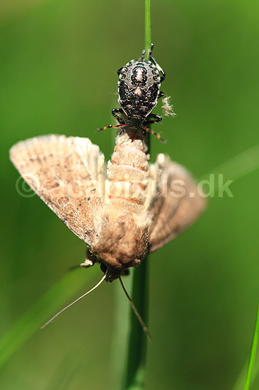 R�dbenet Bredt�ge. Nymfe af R�dbenet Bredt�ge suger n�ring fra bytte - en natsv�rmer; Pentatoma rufibes; ; ; ; insekter; T�ge, t�ger, bredt�ger, n�bmundede, Heteroptera, byttedyr, f�dek�de, f�dek�den, rovdyr, blodsuger