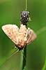 R�dbenet Bredt�ge. Nymfe af R�dbenet Bredt�ge suger n�ring fra bytte - en natsv�rmer Pentatoma rufibes    insekter T�ge, t�ger, bredt�ger, n�bmundede, Heteroptera, byttedyr, f�dek�de, f�dek�den, rovdyr, blodsuger