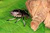 R�dbenet Bredt�ge. Nymfe af R�dbenet Bredt�ge suger n�ring fra bytte - en natsv�rmer Pentatoma rufibes    insekter T�ge, t�ger, bredt�ger, n�bmundede, Heteroptera, byttedyr, f�dek�de, f�dek�den, rovdyr, blodsuger
