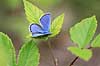Bl�fugl. Almindelig bl�fugl Polyommatus icarus    insekter Bl�fugle, Lycaenidae, Sommerfugle, Lepidoptera