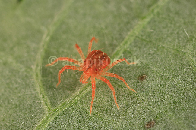Rovmide. R�d rovmide p� blad; Phytoseiulus persimilis; ; ; ; spindlere; Mider, mide, Acarina, Arachnida, rovmider