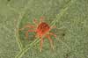 Rovmide. R�d rovmide p� blad Phytoseiulus persimilis    spindlere Mider, mide, Acarina, Arachnida, rovmider
