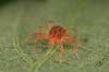 Rovmide. R�d rovmide p� blad Phytoseiulus persimilis    spindlere Mider, mide, Acarina, Arachnida, rovmider