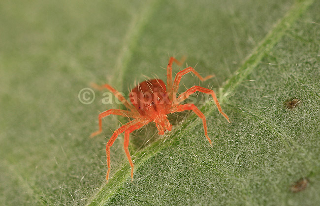 Rovmide. R�d rovmide p� blad; Phytoseiulus persimilis; ; ; ; spindlere; Mider, mide, Acarina, Arachnida, rovmider
