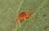 Rovmide. R�d rovmide p� blad Phytoseiulus persimilis    spindlere Mider, mide, Acarina, Arachnida, rovmider