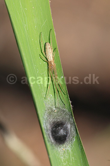 Stavedderkop. Stavedderkop p� sivblad ved �ggeklump; Tetragnatha spec.; H�kens�s; Sverige; ; spindlere; Tetragnathidae, edderkopper, Stavedderkopper,  Arachnida