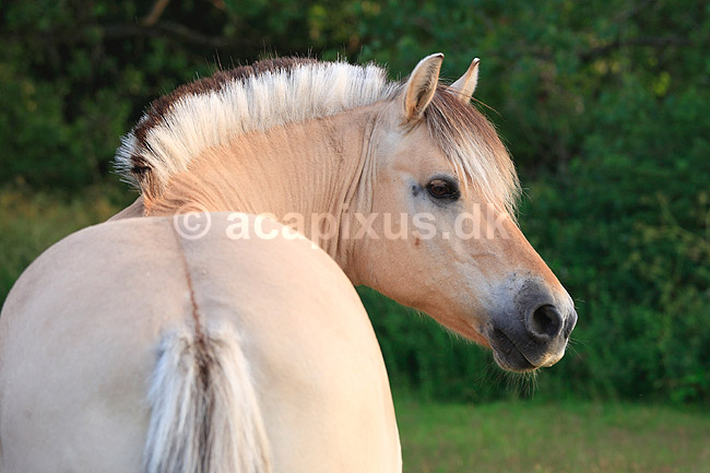 Nordbagge. Nordbagge (= fjordhest) gr�sser p� mark; Equus caballus; ; ; ; Pattedyr; Hest, heste, tamhest, tamheste, Nordbag, nordbaggere, fjordheste, ridehest, rideheste, manke, man, selet�j, hesterace, hesteracer, racehest, raceheste