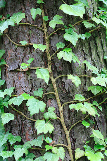 Vedbend. Vedbend klatrer p� fyrrestamme; Hedera helix; ; ; ; Planter; Efeu, lian, lianer