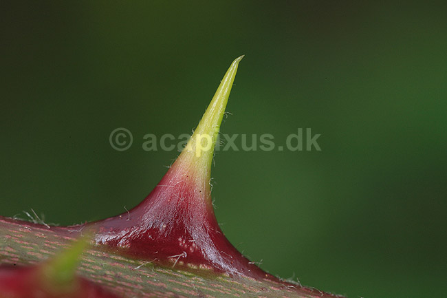 Bromb�r. Torn p� bromb�rbusk; Rosa fruticosus; ; ; ; Planter; Rosen-familien, Rosaceae