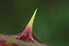 Bromb�r. Torn p� bromb�rbusk Rosa fruticosus    Planter Rosen-familien, Rosaceae