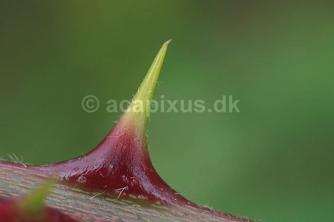 Bromb�r. Torn p� bromb�rbusk; Rosa fruticosus; ; ; ; Planter; Rosen-familien, Rosaceae