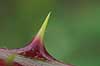 Bromb�r. Torn p� bromb�rbusk Rosa fruticosus    Planter Rosen-familien, Rosaceae