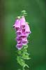 Fingerb�l. Svirrefluer ved blomsterstand af almindelig fingerb�l Digitalis purpurae    Planter Maskeblomst-familien, Scrophulariaceae, l�geplante, l�geplanter, blomst, blomster