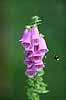 Fingerb�l. Humlebi ved blomsterstand af almindelig fingerb�l Digitalis purpurae    Planter Maskeblomst-familien, Scrophulariaceae, l�geplante, l�geplanter, blomst, blomster