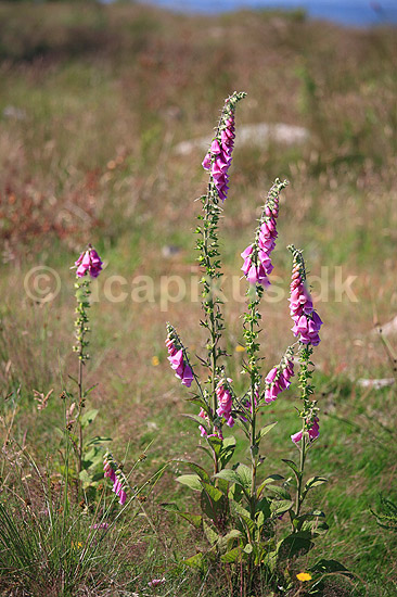 Fingerb�l. Blomsterstande af almindelig fingerb�l; Digitalis purpurae; ; ; ; Planter; Maskeblomst-familien, Scrophulariaceae, l�geplante, l�geplanter, blomst, blomster