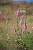 Fingerb�l. Blomsterstande af almindelig fingerb�l Digitalis purpurae    Planter Maskeblomst-familien, Scrophulariaceae, l�geplante, l�geplanter, blomst, blomster