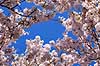 Frugttr�er. Frugtr�er i blomstring i frugtplantage     planter frugttr�, blomster, for�r, frugtavl, frugt, frugter, fugtplantage