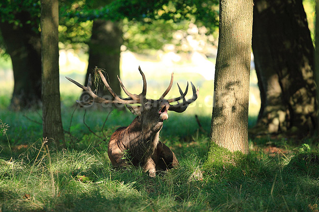 Kronhjort. Kronhjort i Dyrehaven tager an pause i brunstperioden; Cervus elaphus; J�gersborg Dyrehave / Sj�lland; ; ; pattedyr; Hjorte, kronhjorte, Cervidae, Parrett�ede hovdyr, Artiodactyla, Krondyr, Red deer, kronvildt, krondyr, kronhjorte, brunst, hjort, gevir