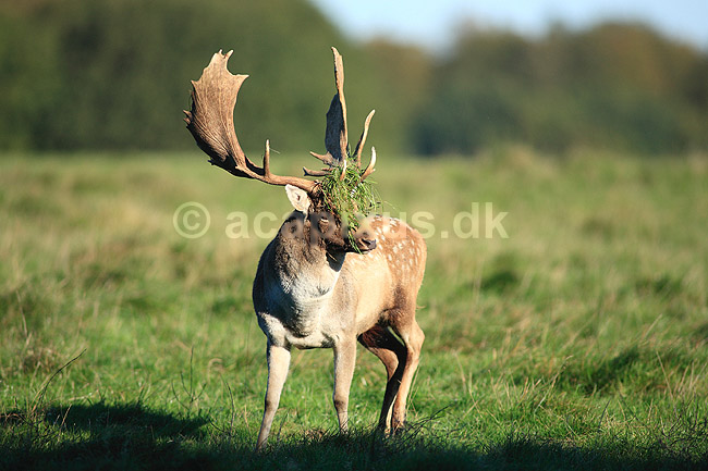D�dyr. D�dyr med gr�s i geviret p� brunstpladsen i Dyrehaven; Dama dama; J�gersborg Dyrehave / Sj�lland; ; ; pattedyr; Hjorte, Cervidae, Parrett�ede hovdyr, Artiodactyla, hjort, d�vildt, gevir, fuldskuffel, dr�vtygger, brunst, fallow deer, d�hjort, dovhjort