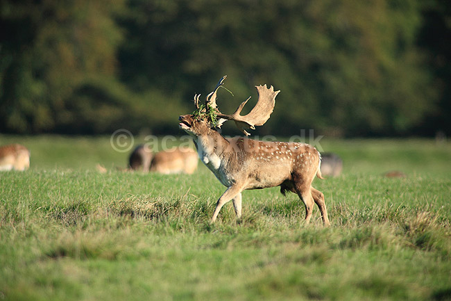 D�dyr. D�dyr med gr�s i geviret p� brunstpladsen i Dyrehaven; Dama dama; J�gersborg Dyrehave / Sj�lland; ; ; pattedyr; Hjorte, Cervidae, Parrett�ede hovdyr, Artiodactyla, hjort, d�vildt, gevir, fuldskuffel, dr�vtygger, brunst, fallow deer, d�hjort, dovhjort