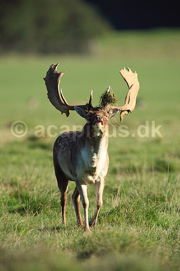 D�dyr. D�dyr med gr�s i geviret p� brunstpladsen i Dyrehaven; Dama dama; J�gersborg Dyrehave / Sj�lland; ; ; pattedyr; Hjorte, Cervidae, Parrett�ede hovdyr, Artiodactyla, hjort, d�vildt, gevir, fuldskuffel, dr�vtygger, brunst, fallow deer, d�hjort, dovhjort