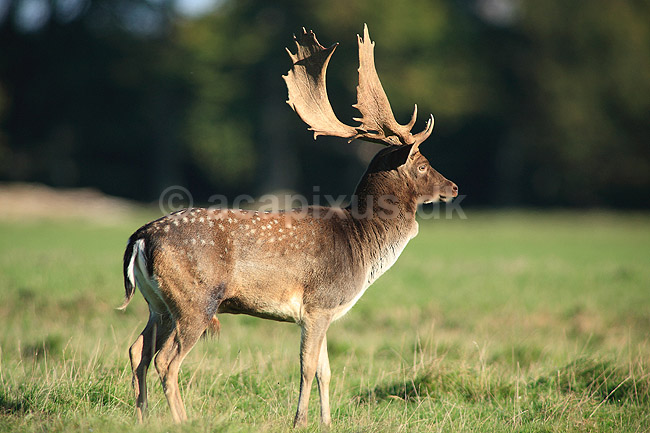 D�dyr. D�dyr p� brunstpladsen i Dyrehaven; Dama dama; J�gersborg Dyrehave / Sj�lland; ; ; pattedyr; Hjorte, Cervidae, Parrett�ede hovdyr, Artiodactyla, hjort, d�vildt, gevir, fuldskuffel, dr�vtygger, brunst, fallow deer, d�hjort, dovhjort