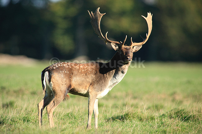 D�dyr. D�dyr p� brunstpladsen i Dyrehaven; Dama dama; J�gersborg Dyrehave / Sj�lland; ; ; pattedyr; Hjorte, Cervidae, Parrett�ede hovdyr, Artiodactyla, hjort, d�vildt, gevir, fuldskuffel, dr�vtygger, brunst, fallow deer, d�hjort, dovhjort