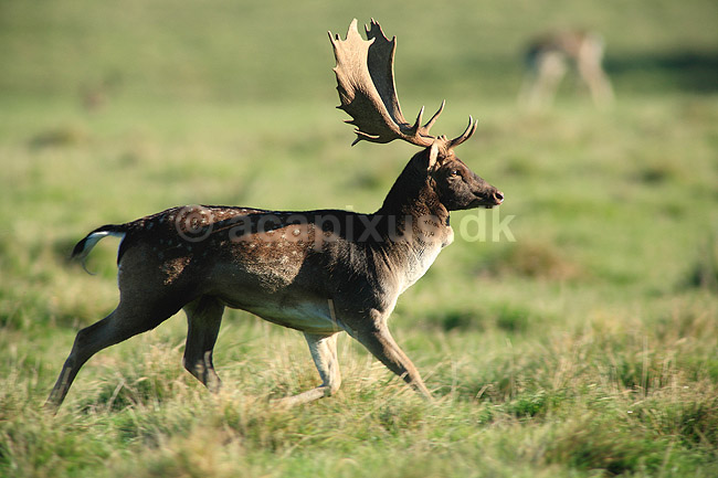 D�dyr. D�dyr p� brunstpladsen i Dyrehaven; Dama dama; J�gersborg Dyrehave / Sj�lland; ; ; pattedyr; Hjorte, Cervidae, Parrett�ede hovdyr, Artiodactyla, hjort, d�vildt, gevir, fuldskuffel, dr�vtygger, brunst, fallow deer, d�hjort, dovhjort