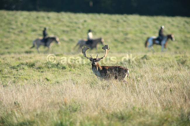 D�dyr. D�dyr p� brunstpladsen i Dyrehaven; Dama dama; J�gersborg Dyrehave / Sj�lland; ; ; pattedyr; Hjorte, Cervidae, Parrett�ede hovdyr, Artiodactyla, hjort, d�vildt, gevir, fuldskuffel, dr�vtygger, brunst, fallow deer, d�hjort, dovhjort