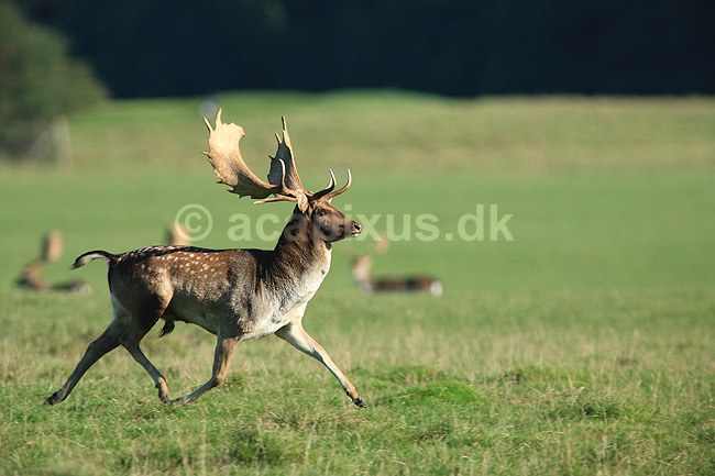 D�dyr. D�dyr p� brunstpladsen i Dyrehaven; Dama dama; J�gersborg Dyrehave / Sj�lland; ; ; pattedyr; Hjorte, Cervidae, Parrett�ede hovdyr, Artiodactyla, hjort, d�vildt, gevir, fuldskuffel, dr�vtygger, brunst, fallow deer, d�hjort, dovhjort